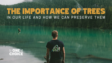 The Importance Of Trees In Our Life And How We Can Preserve Them.
